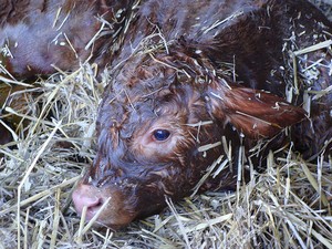 Neugeborenes Kalb: Patapat